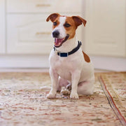 כלב קטן יושב על שטיח עם קולר כחול, מחייך - G12 Smart GPS pet tracker מאת eprolo